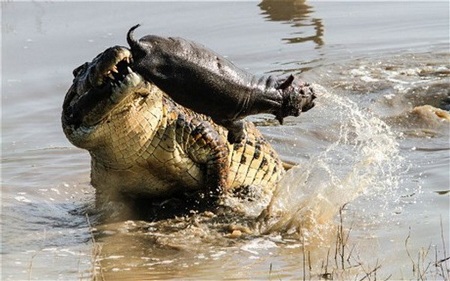 Con cá sấu giằng xé chú hà mã như một món đồ chơi. (Nguồn: Roland Ross)