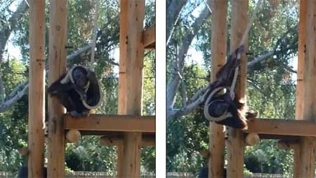 Đười ươi vờ tự tử trêu du khách