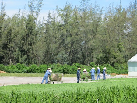 Rau đắng đất - Vị thuốc dân dã - 1 Công nhân thu hoạch rau đắng đất.