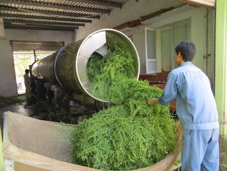 Quy trình thu hái, bảo tồn dược liệu rau đắng đất