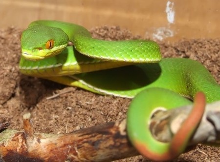 Bộ Y tế ban hành phác đồ điều trị rắn lục xanh đuôi đỏ cắn - 1 Khi bị rắn cắn không được chích, rạch vết cắn.