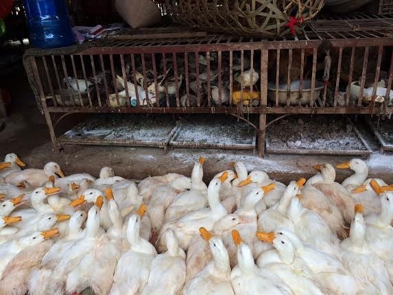 Phát hiện ổ cúm gia cầm H5N1 ở Sóc Trăng - 1 Chủng cúm H5 từ gia cầm vẫn là mối đe dọa lớn nhất với sức khỏe con người hiện nay. Ảnh: H.Hải
