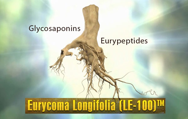 Gặp họa vì tự chữa yếu sinh lý - 2 Eurycoma Longifolia khi được tinh chiết với công
nghệ cao LE-100