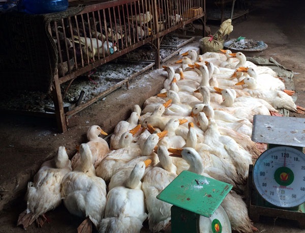Mối nguy mắc bệnh chết người vì phơi nhiễm với gia cầm mắc bệnh - 1 Mối nguy mắc bệnh chết người vì phơi nhiễm với gia cầm mắc bệnh
