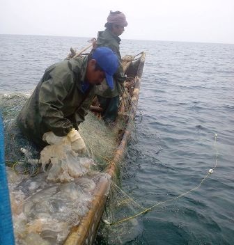 Nghề vớt “vàng trắng” trên biển - 1 Nghề đi đánh bắt sứa trên biển của ngư dân xã Hoằng Trường, huyện Hoằng Hóa, Thanh Hóa
