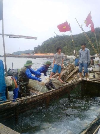Nghề vớt “vàng trắng” trên biển - 3 Mỗi vụ đánh bắt, một hộ gia đình thu nhập trăm triệu đồng từ bán sứa