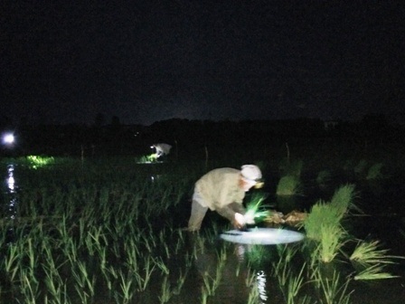 Nửa đêm ra đồng... cấy lúa - 5 Những ánh đèn pin của của người đi cấy lúa đêm tràn ngập khắp cánh đồng
