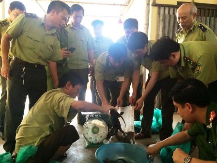 Bắt xe khách vận chuyển động vật và nội tạng phân hủy ra Hà Nội - 2 Các cá thể động vật không có nguồn gốc xuất xứ