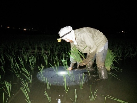 Nửa đêm ra đồng... cấy lúa - 2 Công việc được bắt đầu từ cuối giờ chiều đến đêm khuya mới nghỉ