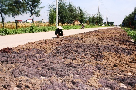 Rau câu sau khi thu hoạch dưới đầm lên được đem phơi khô