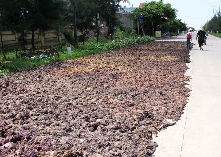 Rau câu sau khi thu hoạch dưới đầm lên được đem phơi khô