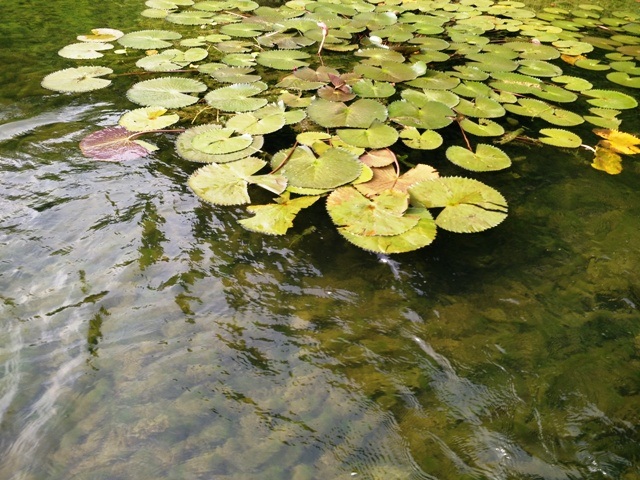 Hệ thực vật ở Tràng An rất phong phú và đa dạng