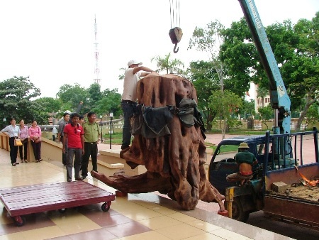 Gốc sưa định giá 17 tỷ đồng được đưa vào Bảo tàng tổng hợp tỉnh Quảng Bình