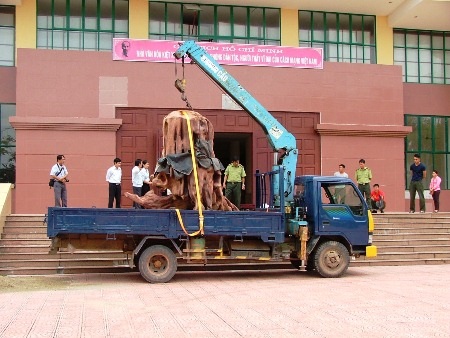 Gốc sưa “khủng” tiền tỷ đưa vào Bảo tàng để tham quan gây nhiều ý kiến trái chiều dư luận