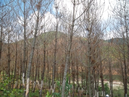 Hàng trăm hecta rừng thông bị sâu róm ăn trụi lá