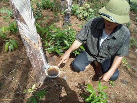 Sâu róm ăn trơ trụi khiến hàng trăm hecta rừng thông không còn khai thác được
