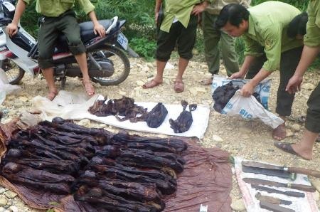 Khởi tố 2 đối tượng sát hại và vận chuyển trái phép 12 cá thể linh trưởng - 1 Khởi tố 2 đối tượng sát hại và vận chuyển trái phép 12 cá thể linh trưởng