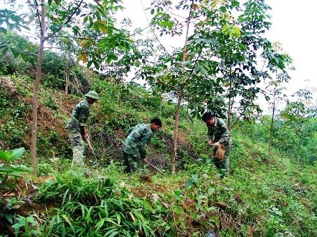 “Rừng vàng trắng” của những người lính bên dãy Trường Sơn