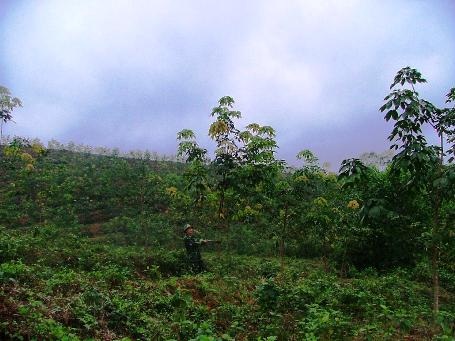 Những đồi cao su xanh mơn mởn ở Ra Mai