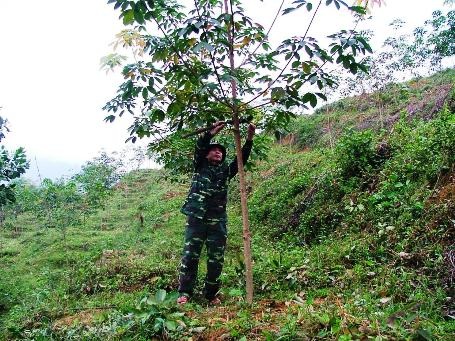 Trung tá Lê Xuân Hóa đang tỉa cành cho những cây cao su