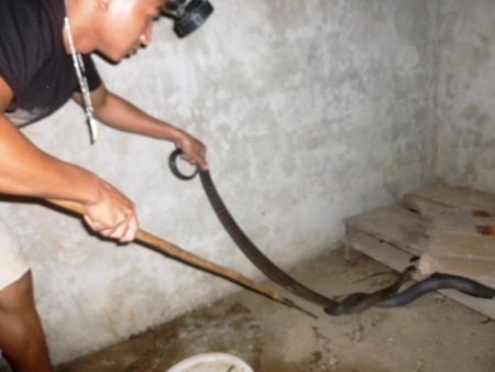 Minh đang kiểm tra đàn rắn của mình