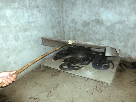 Minh đang kiểm tra đàn rắn của mình