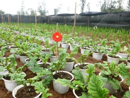 Chỉ với 3 hecta vườn trồng hoa, mỗi năm gia đình ông Khiều thu về gần 1 tỉ đồng