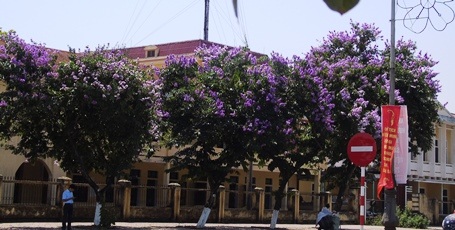 Những chùm hoa Bằng lăng tô thêm vẻ đẹp cho TP Đồng Hới và 