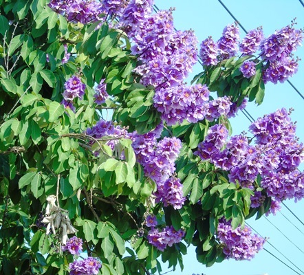 Màu tím làm dịu đi cái nắng gay gắt