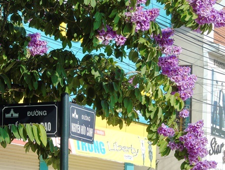 Màu tím làm dịu đi cái nắng gay gắt