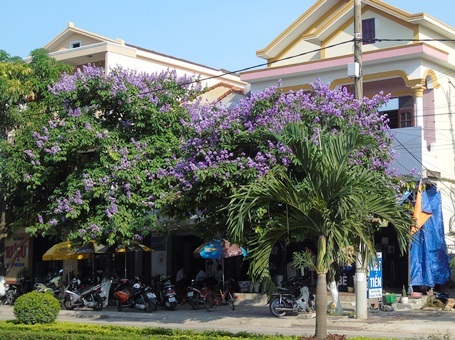 Hoa Bằng lăng phô vẻ đẹp lãng mạn tô điểm đường phố