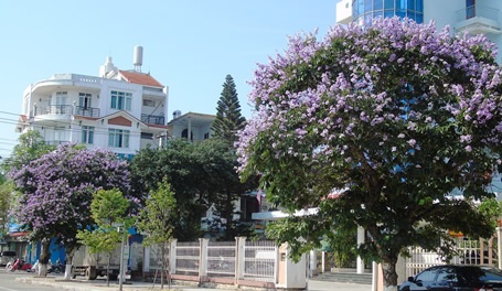 Hoa Bằng lăng phô vẻ đẹp lãng mạn tô điểm đường phố