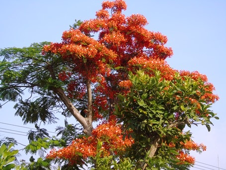 ... cũng là lúc mà những đóa hoa Phượng vĩ bắt đầu bung nở