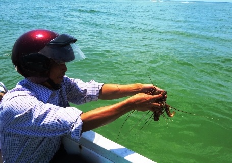 “Phóng thích” 24 kg tôm hùm sỏi về biển