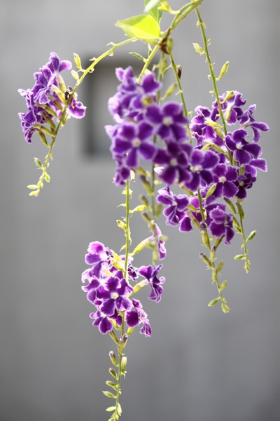 Thăm nhà đẹp của “anh Hai” Lam Trường - 7