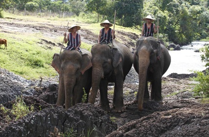 Tò mò xem thí sinh Top Model chụp ảnh với…voi - 3