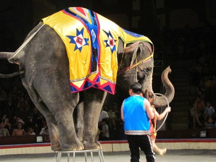 Mãn nhãn với đêm gala xiếc toàn quốc