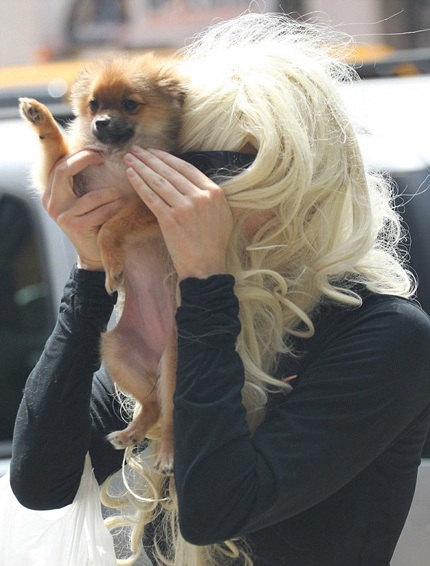 Sao "Vua nói dối" bất ngờ phóng hỏa trước nhà dân - 5 Cô đội tóc giả và ôm chú cún cưng đưa lên che mặt, tránh ống kính của giới săn tin.