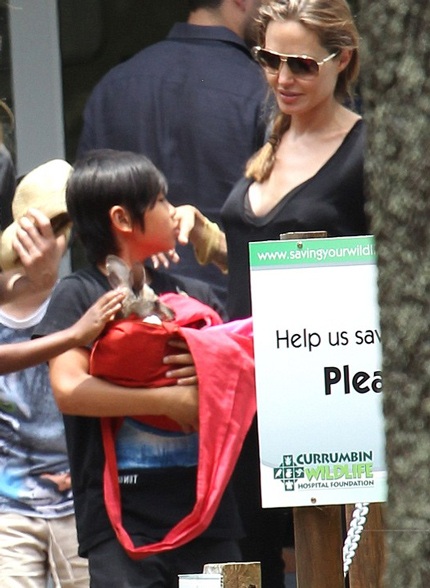 Angelina Jolie liên tục hỏi Pax Thiên và em kangaroo