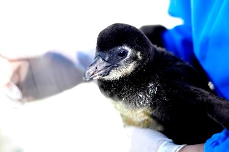 Chim cánh cụt trong Thủy cung