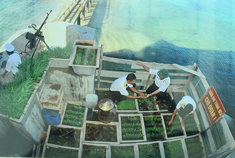 Rau xanh trên đảo Trường Sa (Ảnh: Bùi Đăng Thanh)