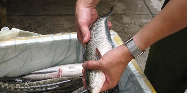 Người Hà Nội ăn toàn cá quả Trung Quốc, cá Việt Nam đâu? - 1 Đọc những thông tin kinh tế - tài chính mới nhất trên