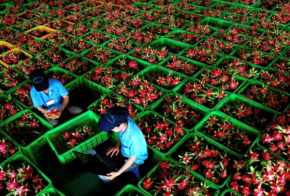 Nhập khẩu thanh long của Ấn Độ đã tăng gần 20 lần trong 2 tháng (Ảnh minh họa)