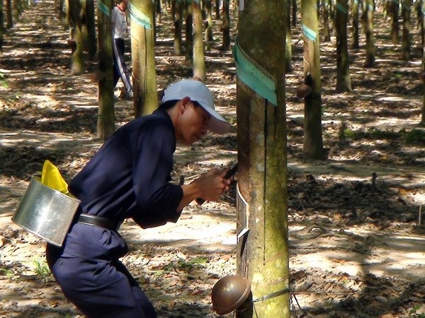 Xử lý hơn 8.000 tỷ đồng vi phạm tại Tập đoàn Cao su - 2 Thanh tra Chính phủ “vạch ra” hơn 8.000 tỷ đồng vi phạm tại Tập đoàn Cao su