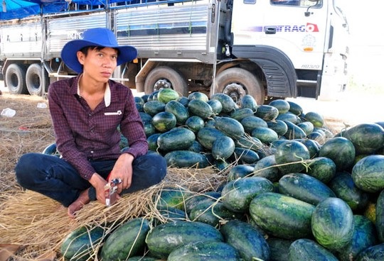 Nông sản rớt giá thê thảm: Nông dân, thương nhân…cùng khóc! - 1 Ảnh minh họa