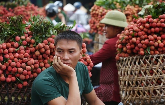 90% vải xuất khẩu sang Trung Quốc, “kịch bản cũ” có lặp lại? - 2 Quả vải được mùa luôn đi kèm với nỗi lo giữ giá và tiêu thụ