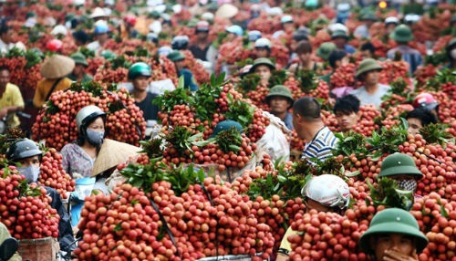 90% vải xuất khẩu sang Trung Quốc, “kịch bản cũ” có lặp lại? - 1 Thay vì tập trung lên cửa khẩu, vải thiều nam tiến ngày một nhiều hơn