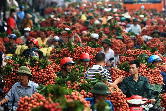 Vải thiều Việt Nam chính thức “đổ bộ” vào Úc - 1 Vải thiều Việt Nam vẫn đang tìm lối ra xuất khẩu khi 90% phụ thuộc vào thị trường Trung Quốc