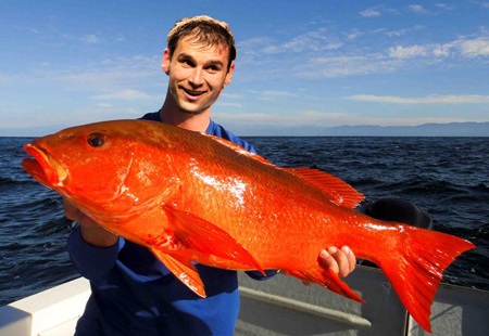 …hoặc là những con cá màu đỏ khổng lồ (như màu đỏ của Liverpool)