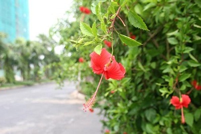 Ecopark sắc xanh tràn ngập mọi góc nhìn - 12 Ecopark sắc xanh tràn ngập mọi góc nhìn - 12